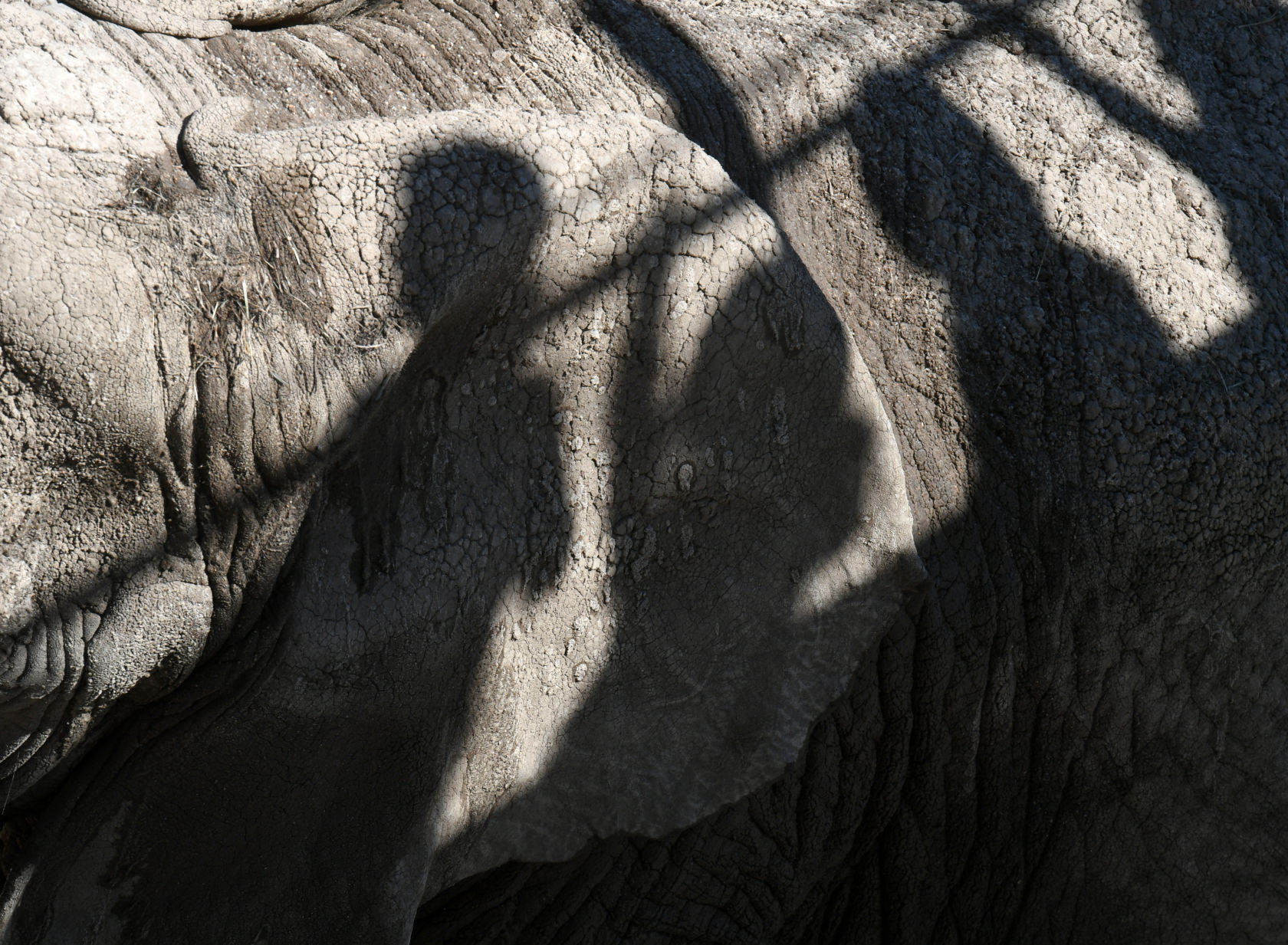 070119-news-elephant 13.JPG